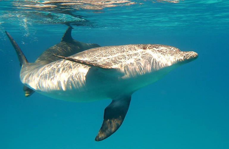 Delfin Tour: Schnorchelausflug und Schwimmen mit Delfinen in der freier Wildbahn