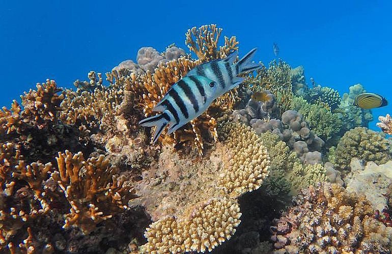 Ausflug zum Delfinhaus in Hurghada - Begegnung mit Delfinen in freier Wildbahn