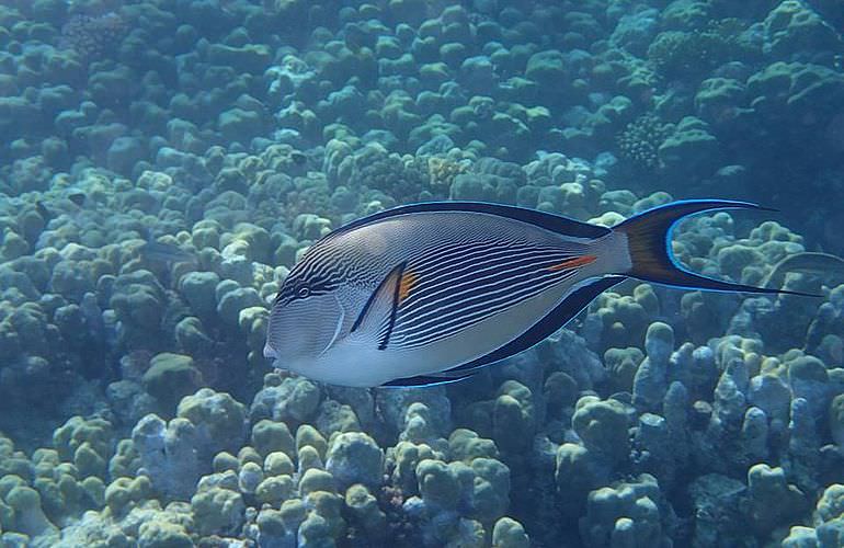 Hurghada: Privater Ausflug zu den Delfinen mit dem Speedboot