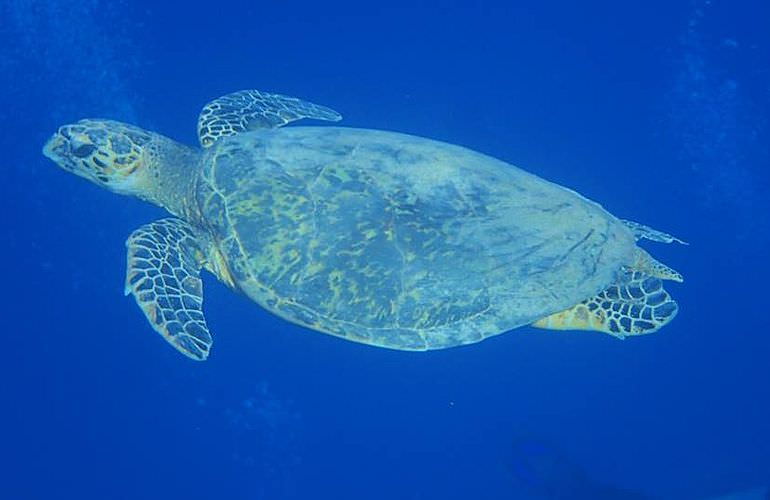 Delfin Tour: Schnorchelausflug und Schwimmen mit Delfinen in der freier Wildbahn