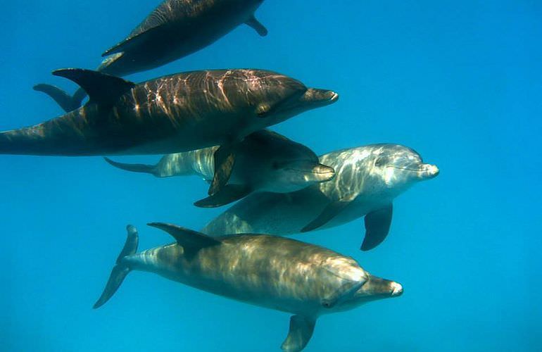 Delfin Tour: Schnorchelausflug und Schwimmen mit Delfinen in der freier Wildbahn