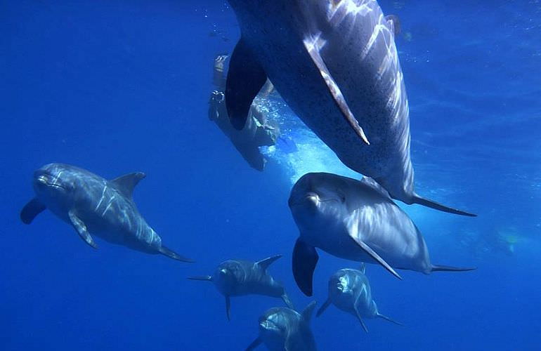 Delfinschwimmen in Hurghada - Begegnungen mit Delfinen in freier Wildbahn