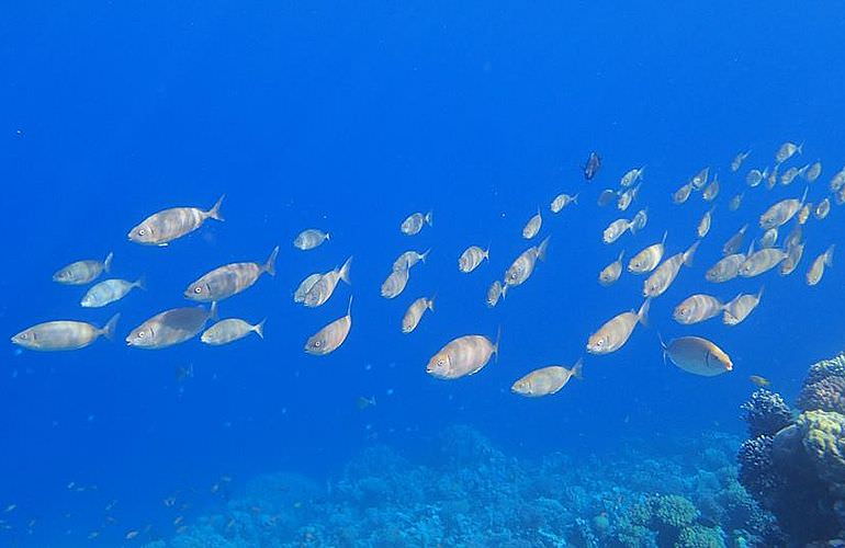 Ausflug zum Delfinhaus in Hurghada - Begegnung mit Delfinen in freier Wildbahn