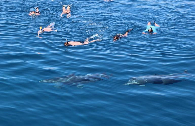 Hurghada: Privater Ausflug zu den Delfinen mit dem Speedboot