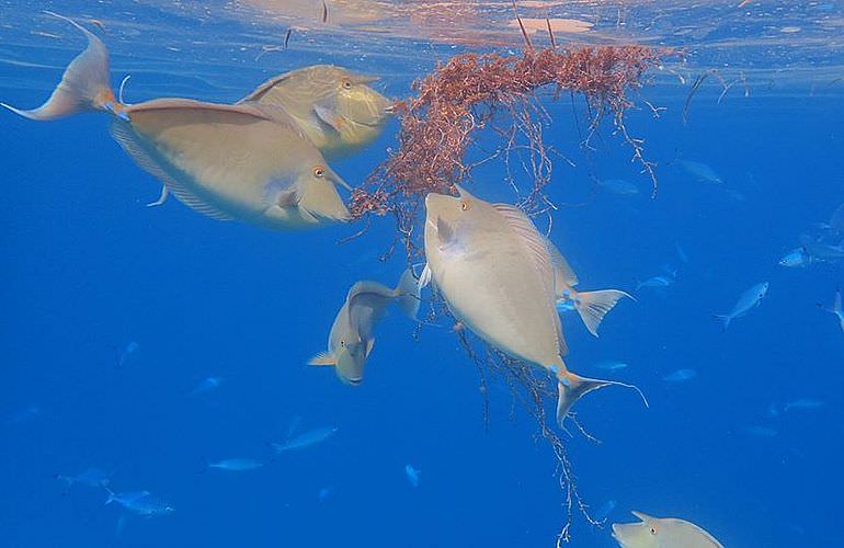 Delfinschwimmen in Hurghada - Begegnungen mit Delfinen in freier Wildbahn