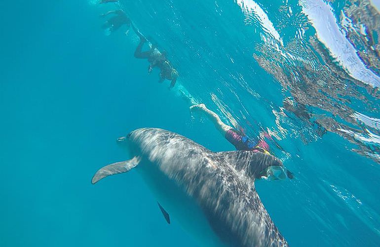 Private Delfin Tour in Hurghada- Privater Bootsausflug zum Schnorcheln