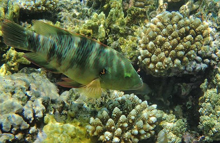 Delfinschwimmen in Hurghada - Begegnungen mit Delfinen in freier Wildbahn