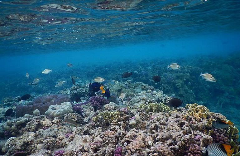 Ausflug zum Delfinhaus in Hurghada - Begegnung mit Delfinen in freier Wildbahn