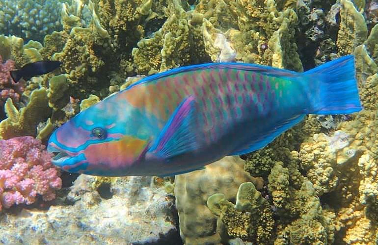 Delfinschwimmen in Hurghada - Begegnungen mit Delfinen in freier Wildbahn