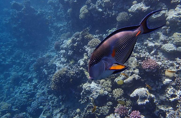 Delfin Tour: Schnorchelausflug und Schwimmen mit Delfinen in der freier Wildbahn