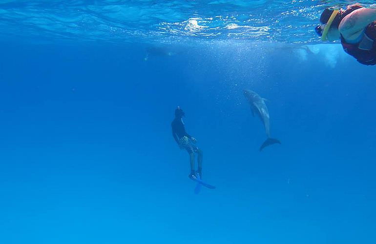 Private Delfin Tour in Hurghada- Privater Bootsausflug zum Schnorcheln