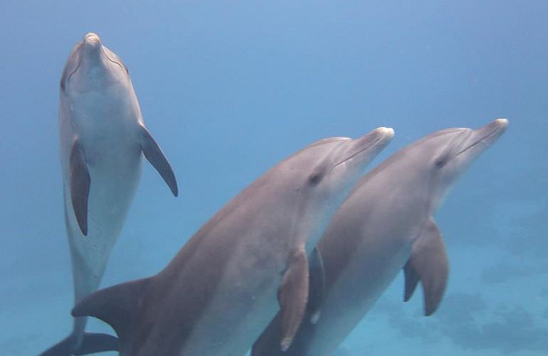 Delfin Tour: Schnorchelausflug und Schwimmen mit Delfinen in der freier Wildbahn