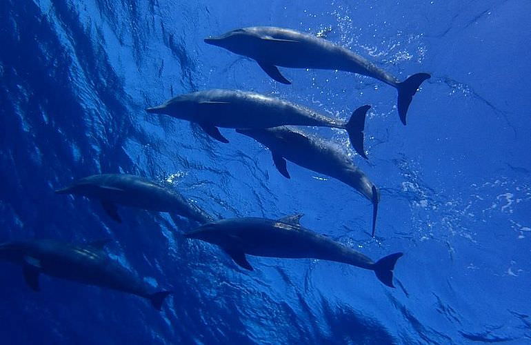 Ausflug zum Delfinhaus in Hurghada - Begegnung mit Delfinen in freier Wildbahn