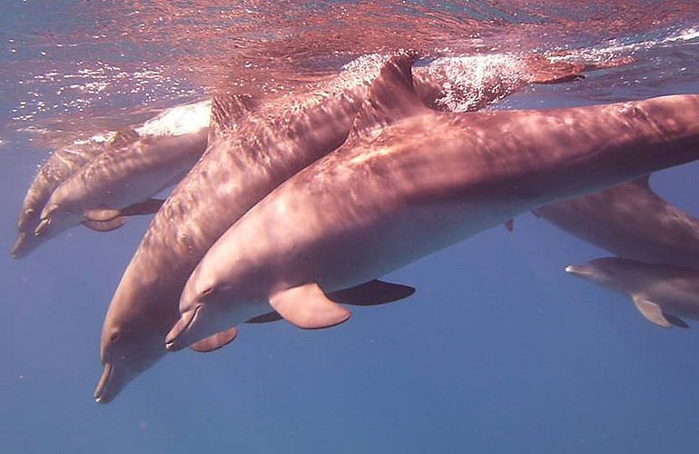 Delfinschwimmen in Hurghada - Begegnungen mit Delfinen in freier Wildbahn