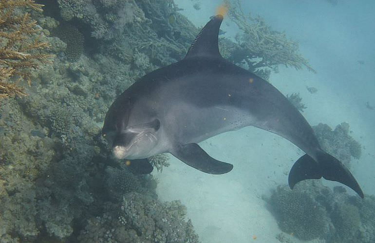 Ausflug zum Delfinhaus in Hurghada - Begegnung mit Delfinen in freier Wildbahn