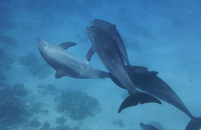 Delfin Tour: Schnorchelausflug und Schwimmen mit Delfinen in der freier Wildbahn