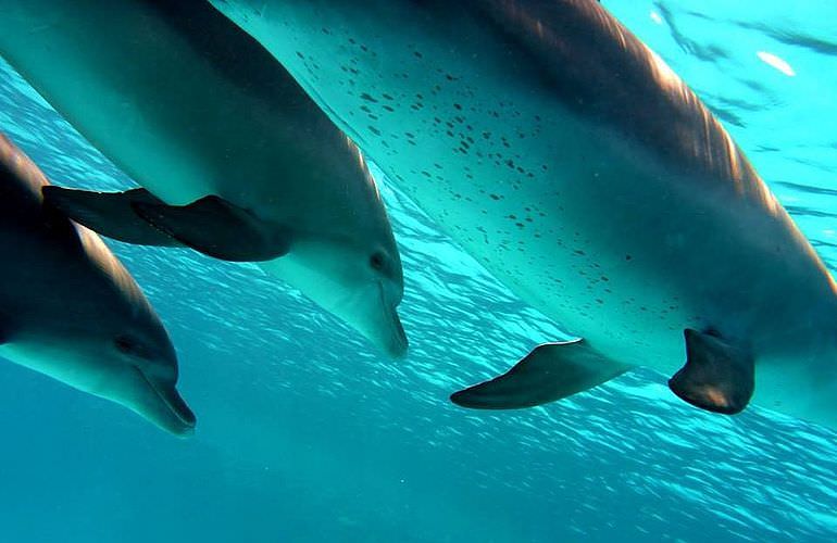 Delfinschwimmen in Hurghada - Begegnungen mit Delfinen in freier Wildbahn