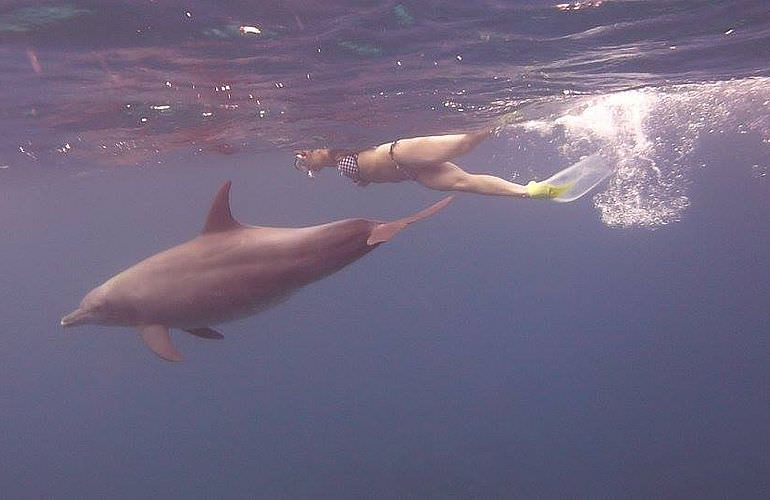 Ausflug zum Delfinhaus in Hurghada - Begegnung mit Delfinen in freier Wildbahn