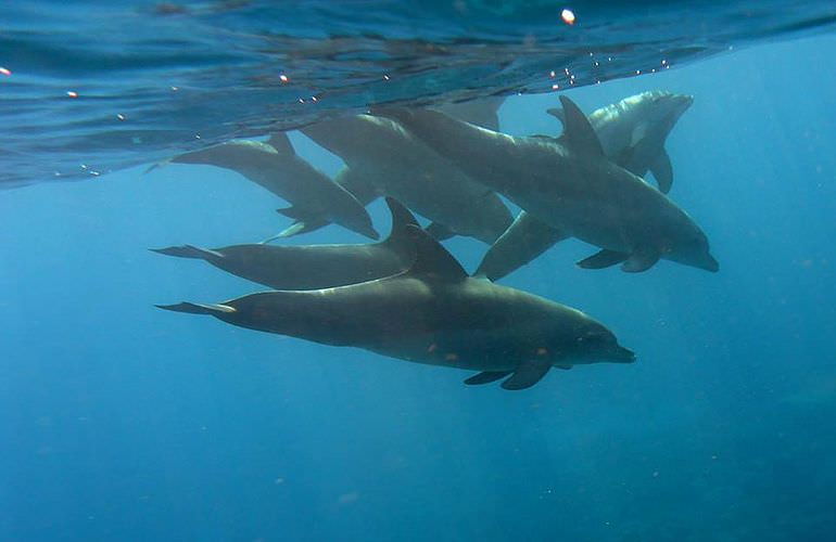 Delfin Tour: Schnorchelausflug und Schwimmen mit Delfinen in der freier Wildbahn