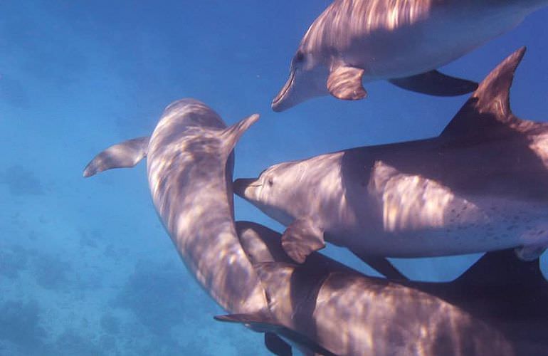 Delfinschwimmen in Hurghada - Begegnungen mit Delfinen in freier Wildbahn