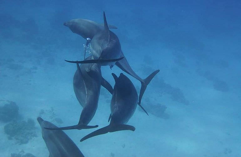 Ausflug zum Delfinhaus in Hurghada - Begegnung mit Delfinen in freier Wildbahn