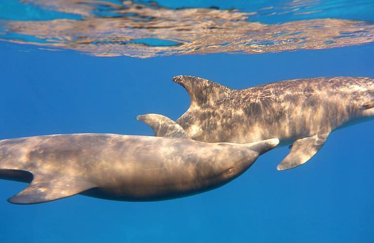 Delfin Tour: Schnorchelausflug und Schwimmen mit Delfinen in der freier Wildbahn