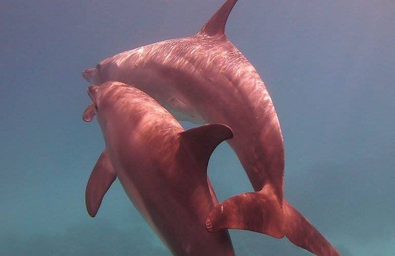 Delfinschwimmen in Hurghada - Begegnungen mit Delfinen in freier Wildbahn