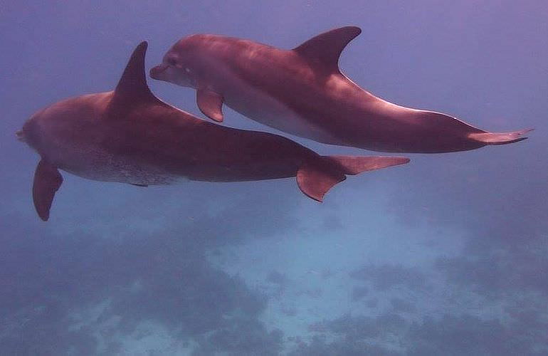 Ausflug zum Delfinhaus in Hurghada - Begegnung mit Delfinen in freier Wildbahn