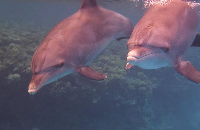 Delfin Tour: Schnorchelausflug und Schwimmen mit Delfinen in der freier Wildbahn