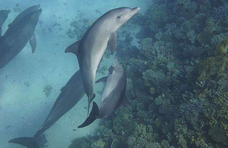 Delfinschwimmen in Hurghada - Begegnungen mit Delfinen in freier Wildbahn