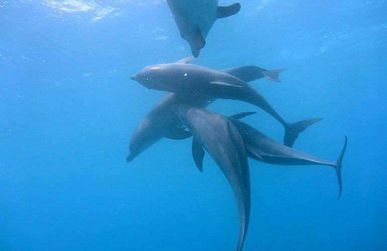 Hurghada: Privater Ausflug zu den Delfinen mit dem Speedboot