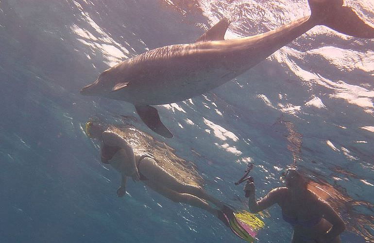 Delfin Tour: Schnorchelausflug und Schwimmen mit Delfinen in der freier Wildbahn