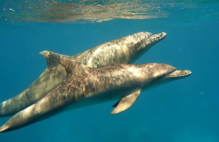 Delfinschwimmen in Hurghada - Begegnungen mit Delfinen in freier Wildbahn