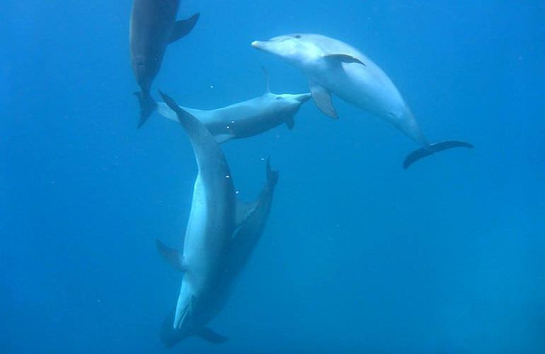 Ausflug zum Delfinhaus in Hurghada - Begegnung mit Delfinen in freier Wildbahn