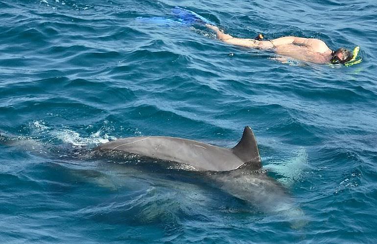 Hurghada: Privater Ausflug zu den Delfinen mit dem Speedboot