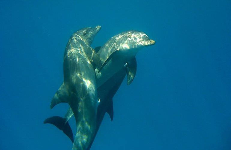 Delfin Tour: Schnorchelausflug und Schwimmen mit Delfinen in der freier Wildbahn