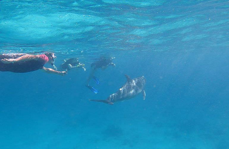 Delfinschwimmen in Hurghada - Begegnungen mit Delfinen in freier Wildbahn