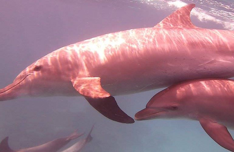 Ausflug zum Delfinhaus in Hurghada - Begegnung mit Delfinen in freier Wildbahn