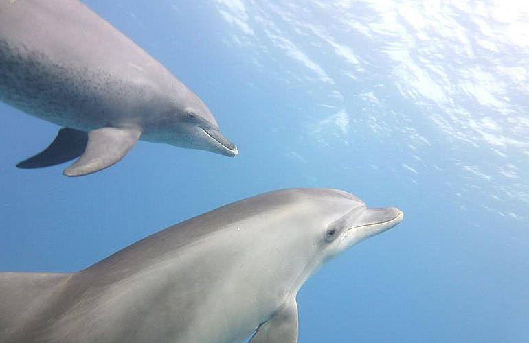 Delfinschwimmen in Hurghada - Begegnungen mit Delfinen in freier Wildbahn