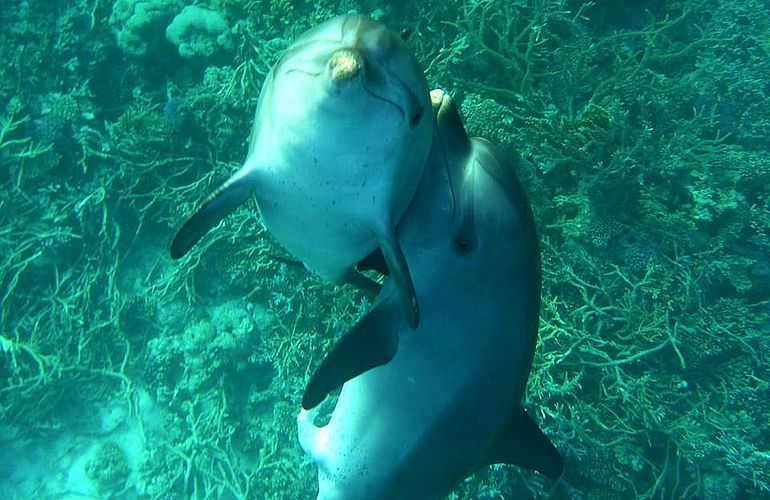 Delfin Tour: Schnorchelausflug und Schwimmen mit Delfinen in der freier Wildbahn
