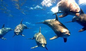 Ausflug zum Delfinhaus in Hurghada - Begegnung mit Delfinen in freier Wildbahn