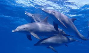 Delfin Tour: Schnorchelausflug und Schwimmen mit Delfinen in der freier Wildbahn