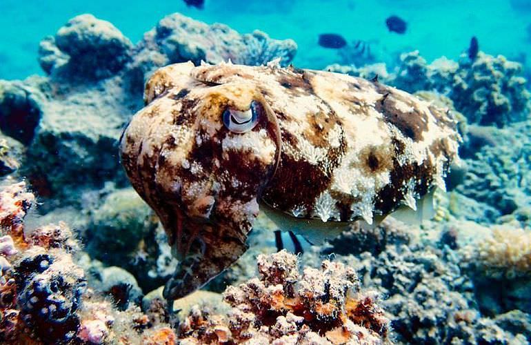 Giftun Insel Hurghada: Ausflug mit dem Boot zur Giftun Insel