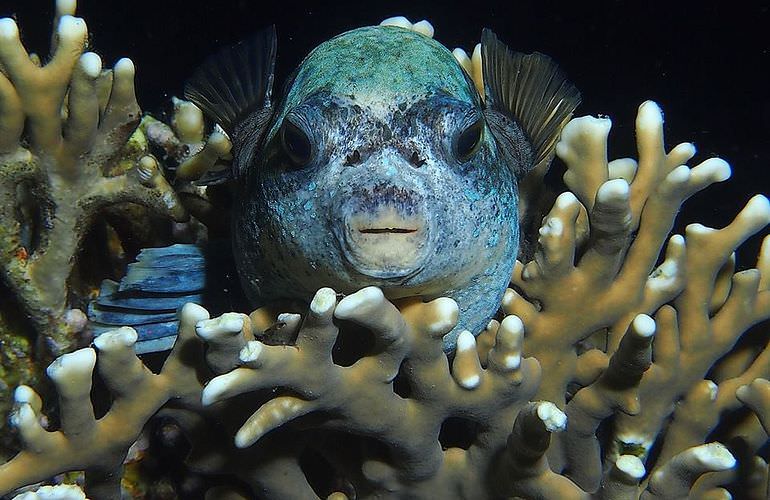 Giftun Insel Hurghada: Ausflug mit dem Boot zur Giftun Insel