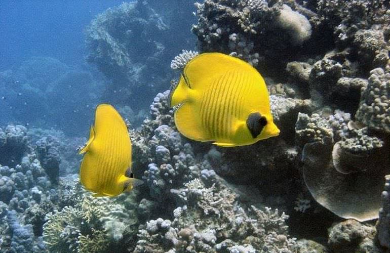 Bootstour in den Giftun Nationalpark zum Schnorcheln in Hurghada