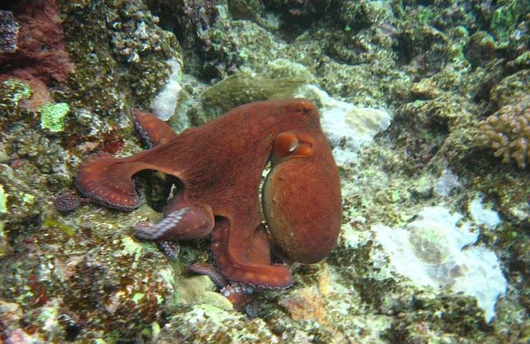 Bootstour in den Giftun Nationalpark zum Schnorcheln in Hurghada