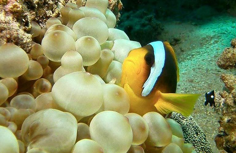 Giftun Insel Hurghada: Ausflug mit dem Boot zur Giftun Insel