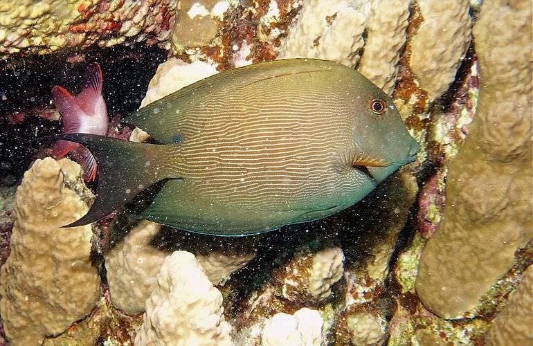 Giftun Insel Hurghada: Ausflug mit dem Boot zur Giftun Insel