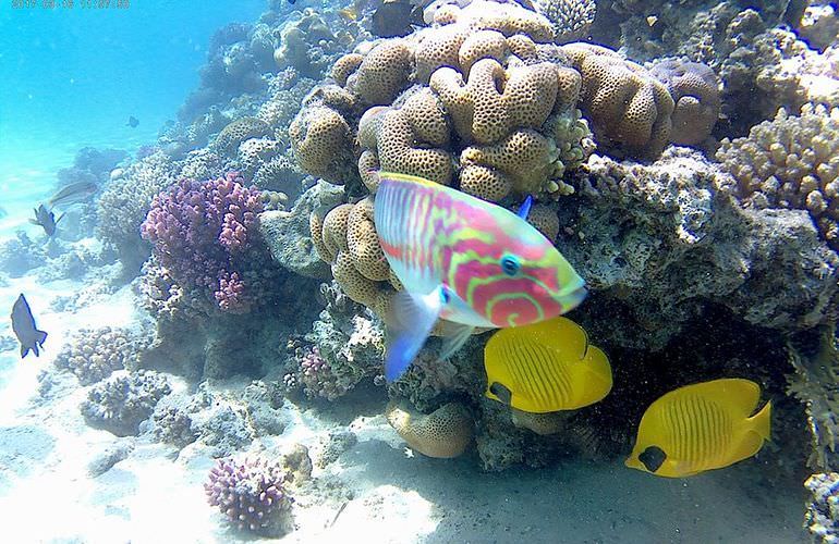 Giftun Insel Hurghada: Ausflug mit dem Boot zur Giftun Insel