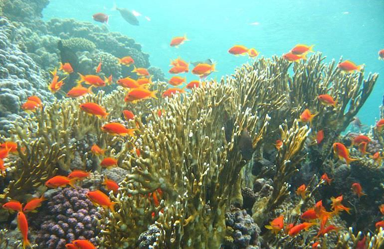 Giftun Insel Hurghada: Ausflug mit dem Boot zur Giftun Insel